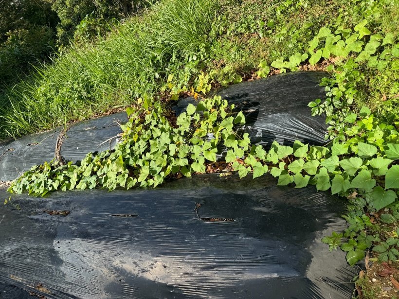 黒マルチから芋のツルが生えている